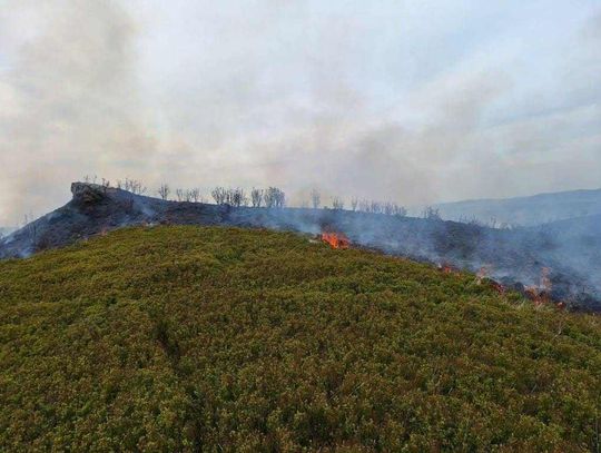 Pożar traw w Bieszczadzkim Parku Narodowym