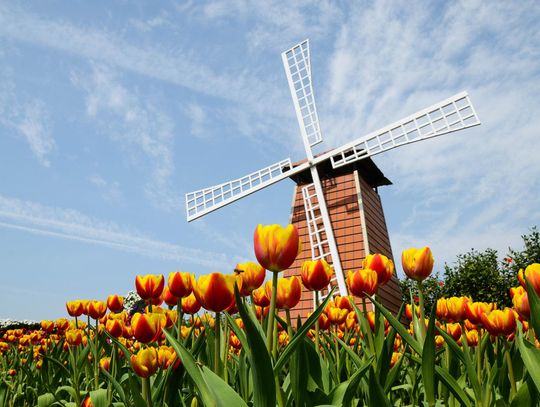 Praca w Holandii bez znajomości języka? Sprawdź, w jakich branżach odnajdziesz się najlepiej
