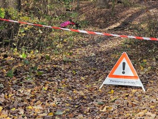 Prace pielęgnacyjne w rezerwacie „Lisia Góra” są wynikiem planu ochrony Prace pielęgnacyjne w rezerwacie „Lisia Góra” są wynikiem planu ochrony