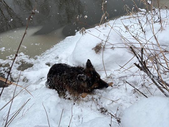 Przymarznięte zwierzę uratowane – szybka i skuteczna akcja służb