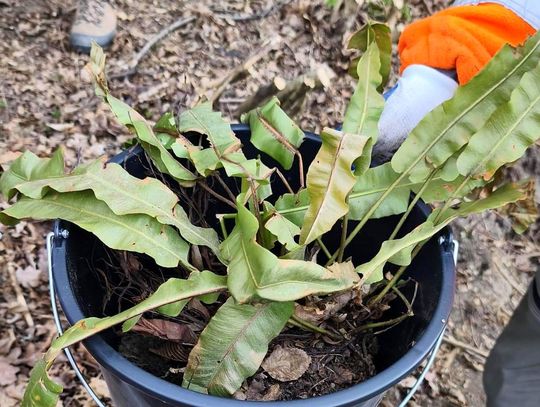 Przyroda pod ochroną podczas budowy obwodnicy Sanoka