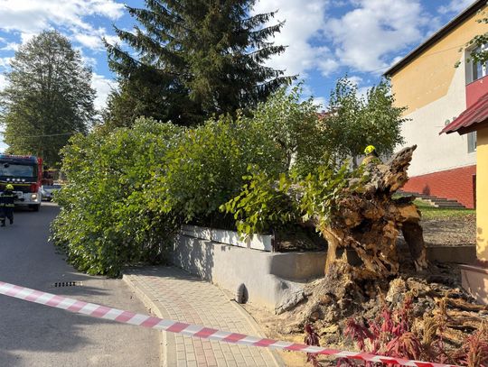 Spruchniała lipa w Hermanowej runęła przy szkole. Gmina: konserwator zabytków zakazał wycinki