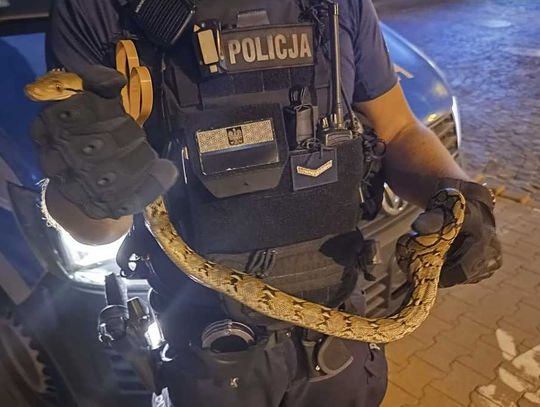 Stalowowolscy policjanci pomogli w odnalezieniu ... węża!