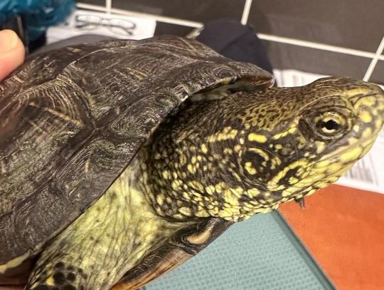 Szokujące odkrycie na granicy - żywe zwierzę zamiast bagażu