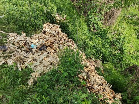 Truciciele znów uderzyli. Nielegalne odpady zwierzęce porzucone w Przychojcu i Starym Mieście