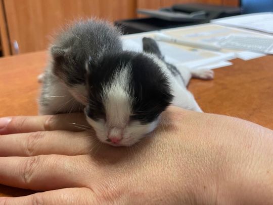 Uratowano kocięta wyrzucone do rzeki