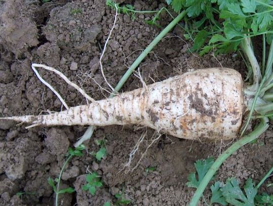 Uwaga na oszustwo na targowiskach. Pietruszka może nie być pietruszką [WIDEO]