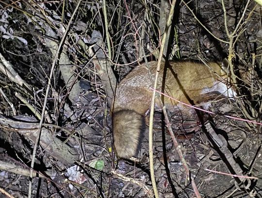 Uwięzione we wnykach zwierzę uratowane dzięki reakcji świadka i służb