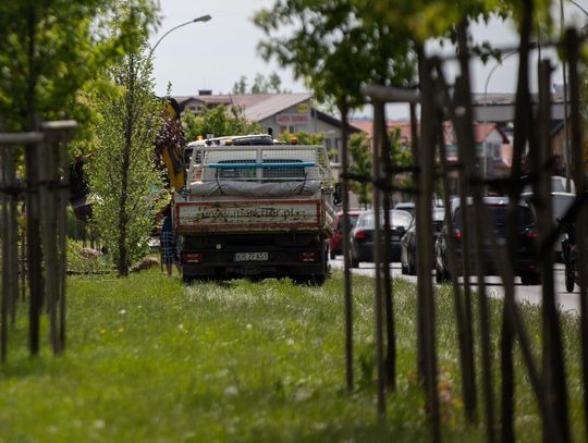 W Rzeszowie rozpoczęło się nasadzanie dużych drzew