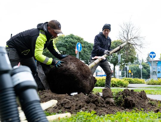 W Rzeszowie trwa wielkie sadzenie. 600 nowych, dużych drzew odmieni miasto