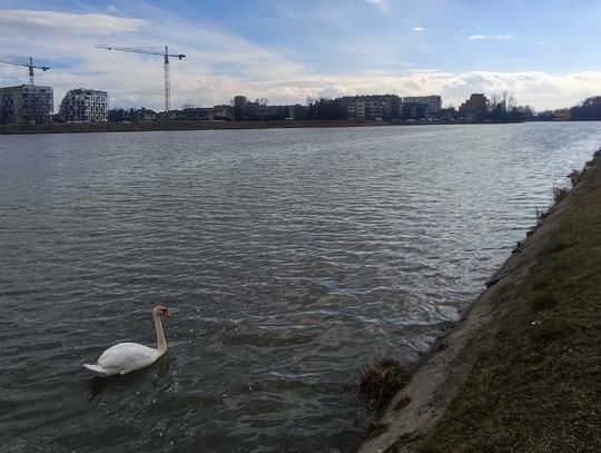 Wielkie sprzątanie brzegów Wisłoka. Rzeszowscy społecznicy ruszają do akcji w ramach Operacji Czysta Rzeka Wielkie sprzątanie brzegów Wisłoka. Rzeszowscy społecznicy ruszają do akcji w ramach Operacji Czysta Rzeka