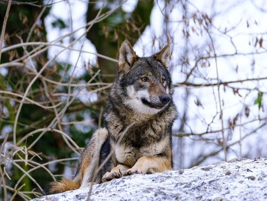 Wilki już pod Rzeszowem. Burmistrz Tyczyna ostrzega mieszkańców przed drapieżnikiem