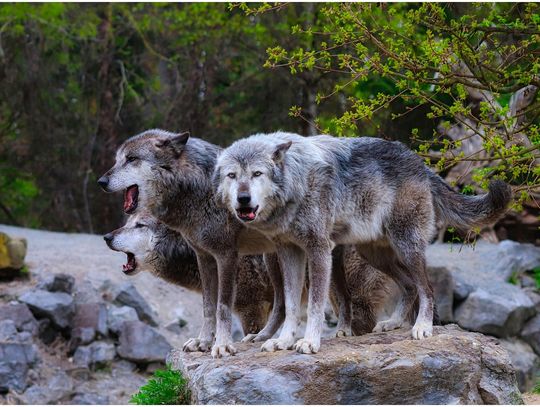 Wilki na Podkarpaciu – między ochroną gatunku a bezpieczeństwem mieszkańców