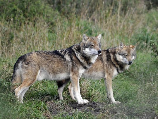 Wilki zaatakowały człowieka!