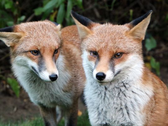 Wiosenna akcja szczepienia lisów w województwie podkarpackim