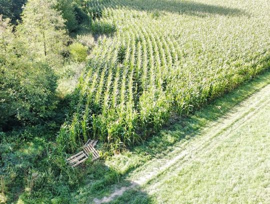 Wjechali hulajnogami w pole kukurydzy dokonując zniszczeń upraw