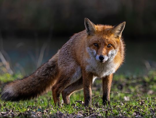 Wścieklizna w gminie Ropczyce. Potwierdzono przypadek u lisa – służby wdrożyły procedury bezpieczeństwa Wścieklizna w gminie Ropczyce. Potwierdzono przypadek u lisa – służby wdrożyły procedury bezpieczeństwa