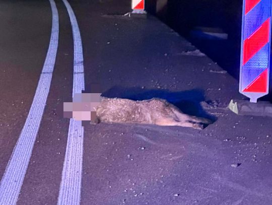 Zderzenie samochodu ze zwierzyną na S19 w rejonie Jasionki