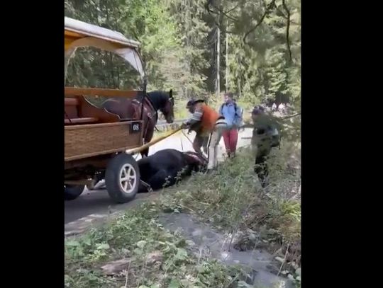 Znowu koń opadł z sił na trasie do Morskiego Oka. Czy to coś zmieni? [WIDEO]