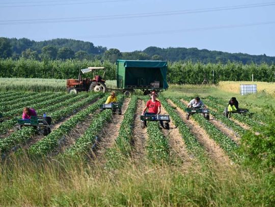 Znowu słychać lament plantatorów. Boją się o zbiór truskawek