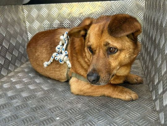 Zostawił psa na pewną śmierć? Szokujące odkrycie w Stalowej Woli!