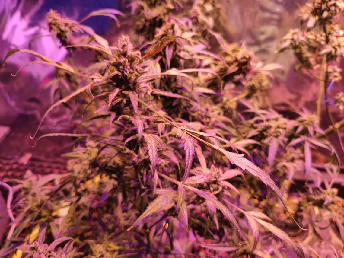 50-latek podejrzany o uprawę konopi i posiadanie narkotyków zatrzymany przez kryminalnych