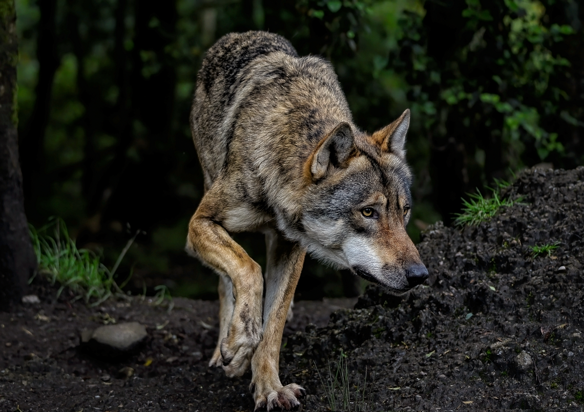 Brutalny atak wilków w Brzezowej. Byk zagryziony w turystycznym miejscu