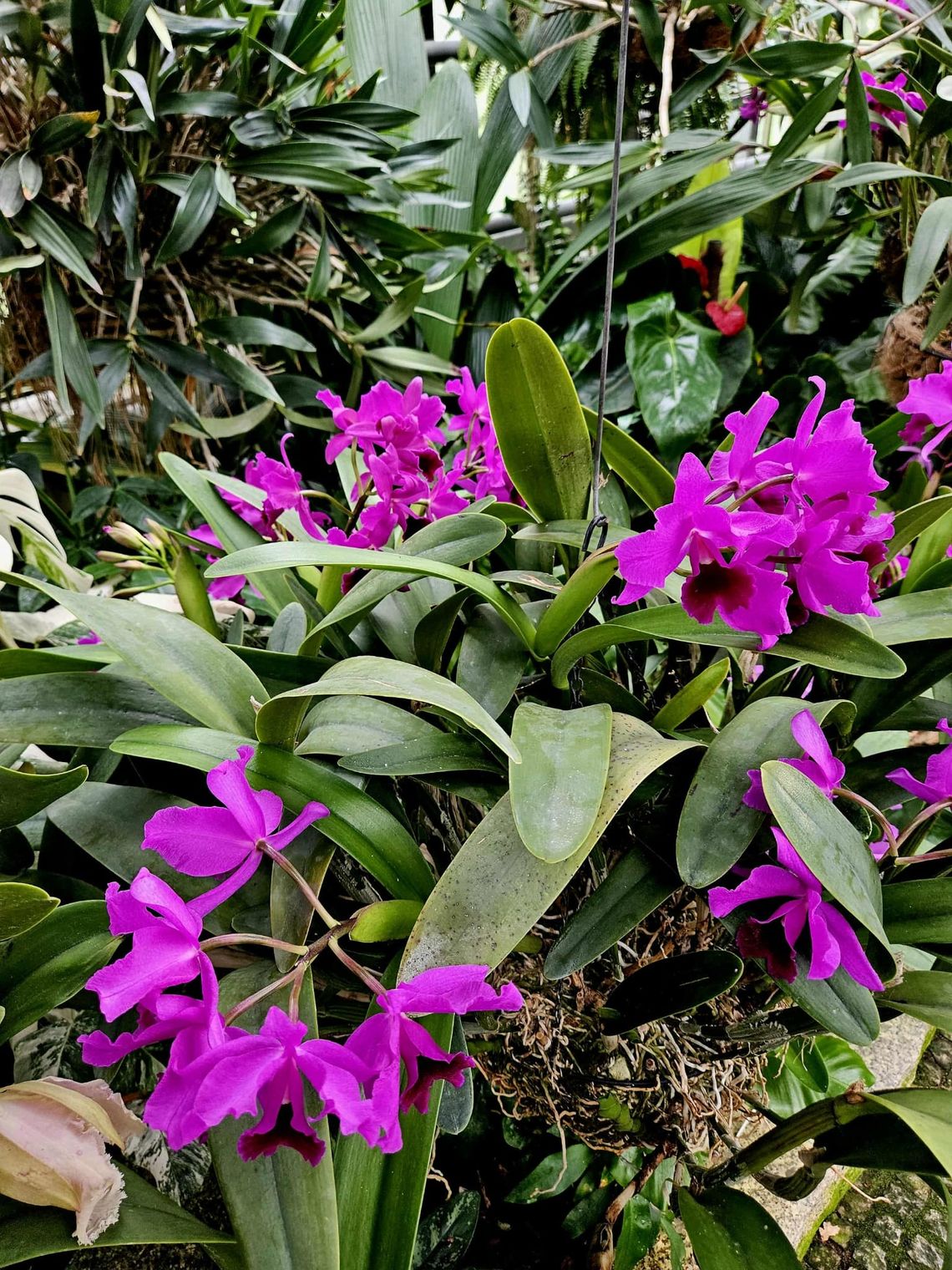 Cattleye po Potockich znów rozkwitły w łańcuckiej Storczykarni Cattleye po Potockich znów rozkwitły w łańcuckiej Storczykarni