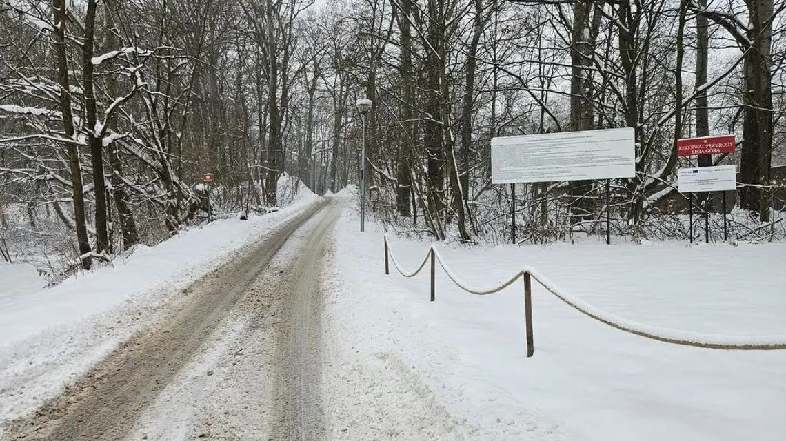 Dlaczego na Lisiej Górze znów słychać piły?