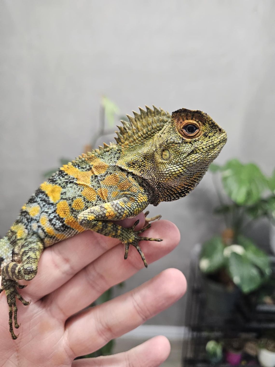 Egzotyczne zwierzęta z całego świata zawitają do Rzeszowa Egzotyczne zwierzęta z całego świata zawitają do Rzeszowa