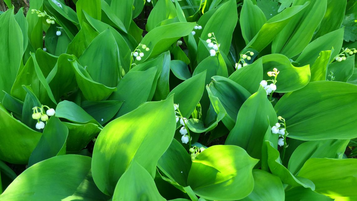 Fatalna pomyłka na targowisku. 38-latek trafił do szpitala, miasto zapowiada kontrole