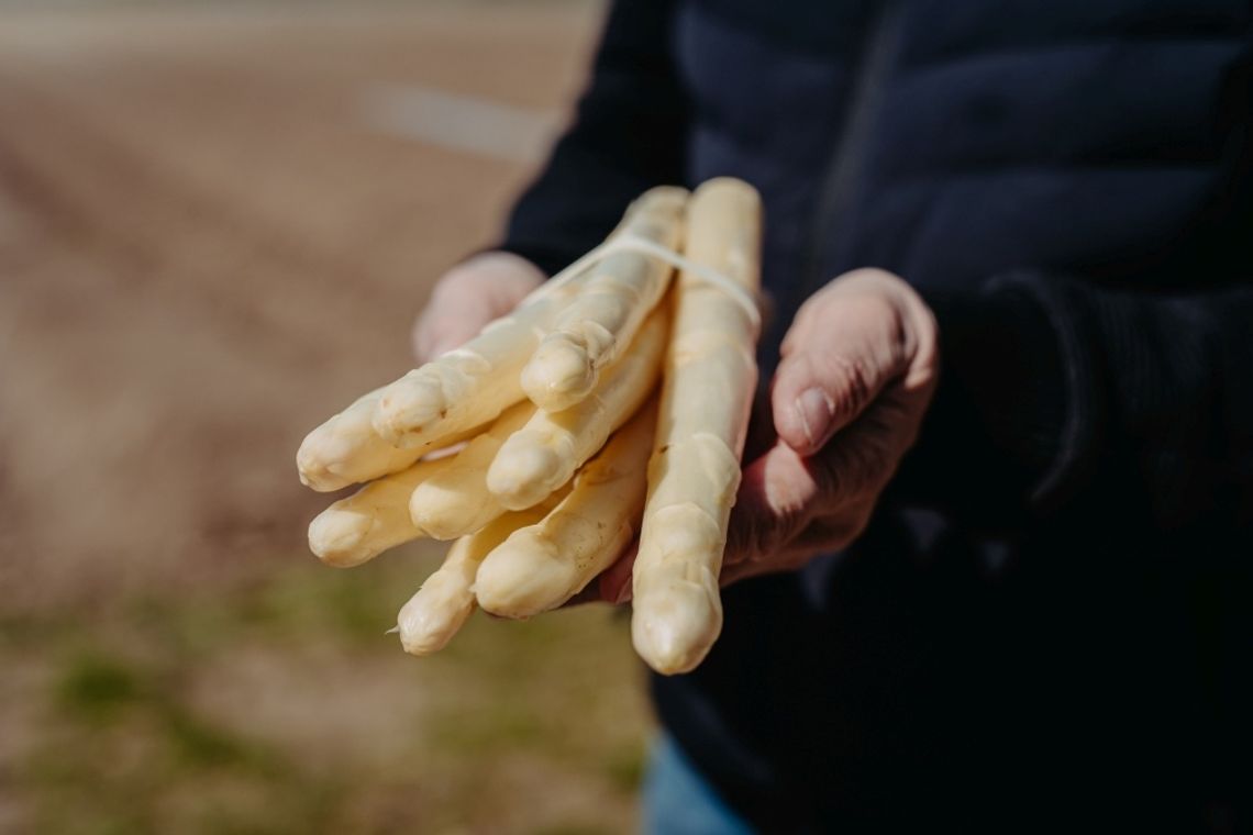 Już są w sklepach i na targach, ale cena zwala z nóg. Szparagi na razie drogie