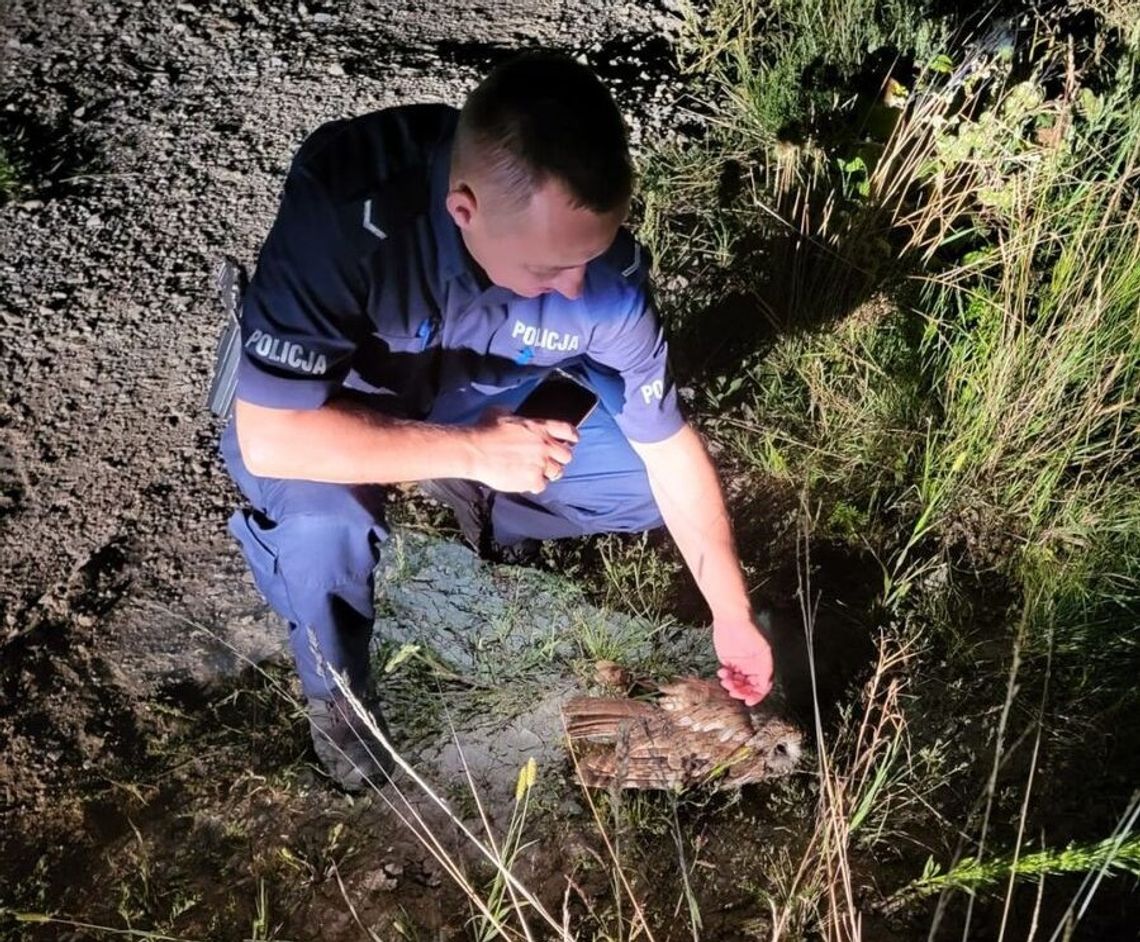 Każde zgłoszenie ma znaczenie - policjanci pomogli rannej sowie Każde zgłoszenie ma znaczenie - policjanci pomogli rannej sowie