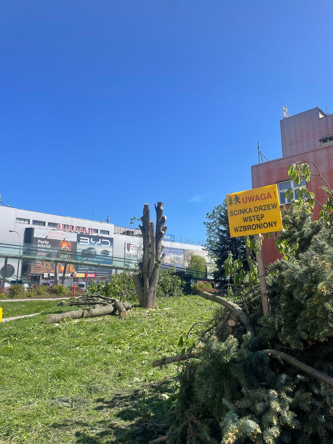 Kontrowersyjna wycinka drzew w centrum Rzeszowa. Strefa Działań Miejskich pyta: kto podjął decyzję i dlaczego teraz?