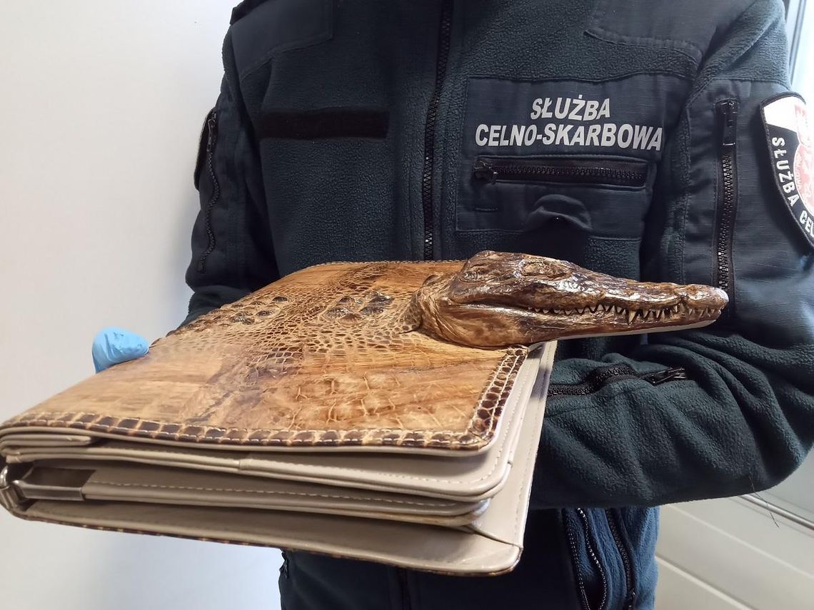 Korczowa: W bagażu znaleziono torbę z zagrożonego krokodyla