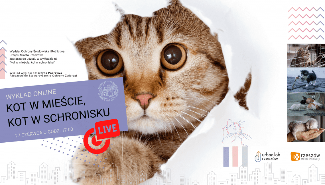 Kot w mieście, kot w schronisku - wykład online