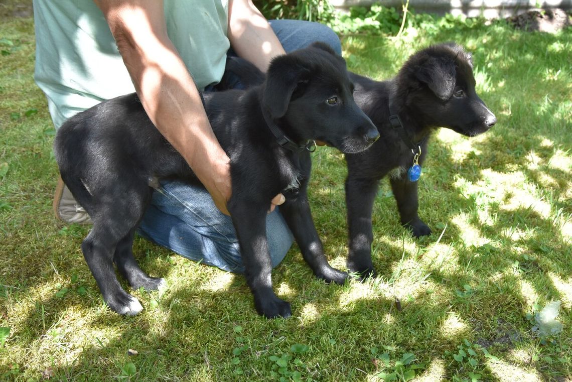 Kto porzucił dwa szczeniaki? Policja szuka właściciela i świadków