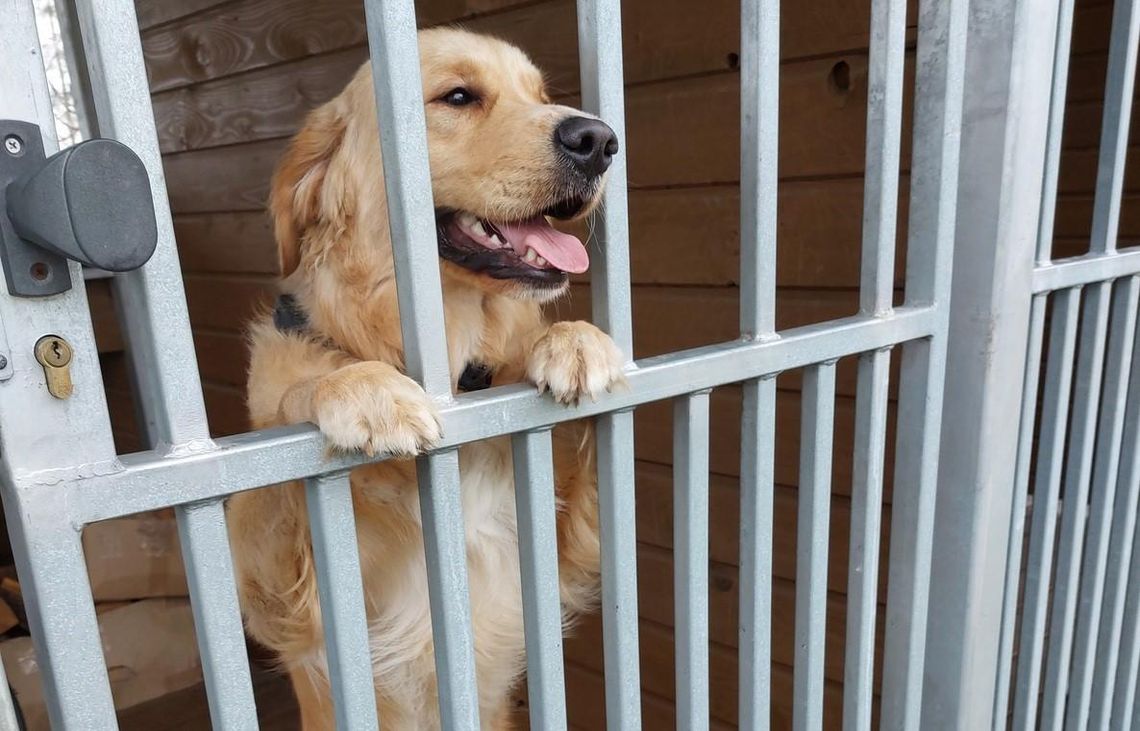 Łańcuccy policjanci udzielili schronienia golden retrieverowi