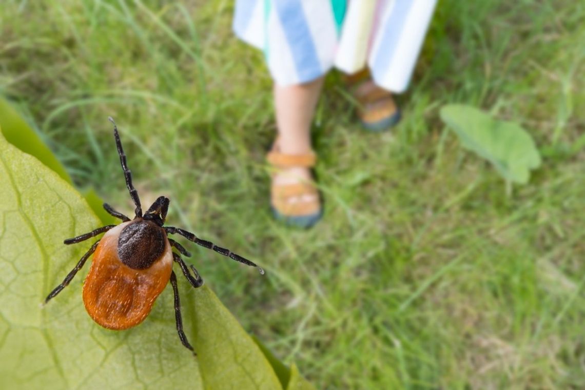 Leczyli boreliozę zakazaną w Polsce metodą. Wkroczył rzecznik praw pacjenta