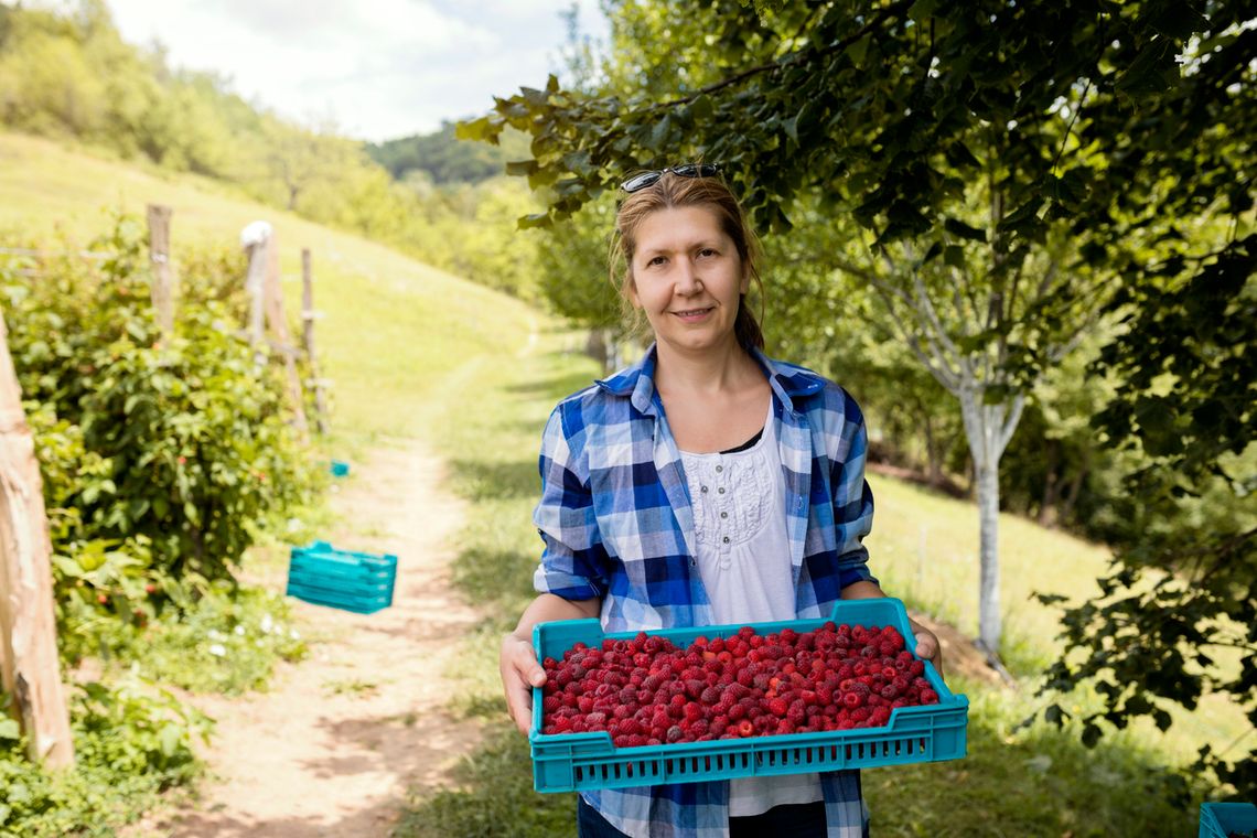 Maliny pod kontrolą. Inspektorzy sprawdzą, kto i jak ustala cenę malin