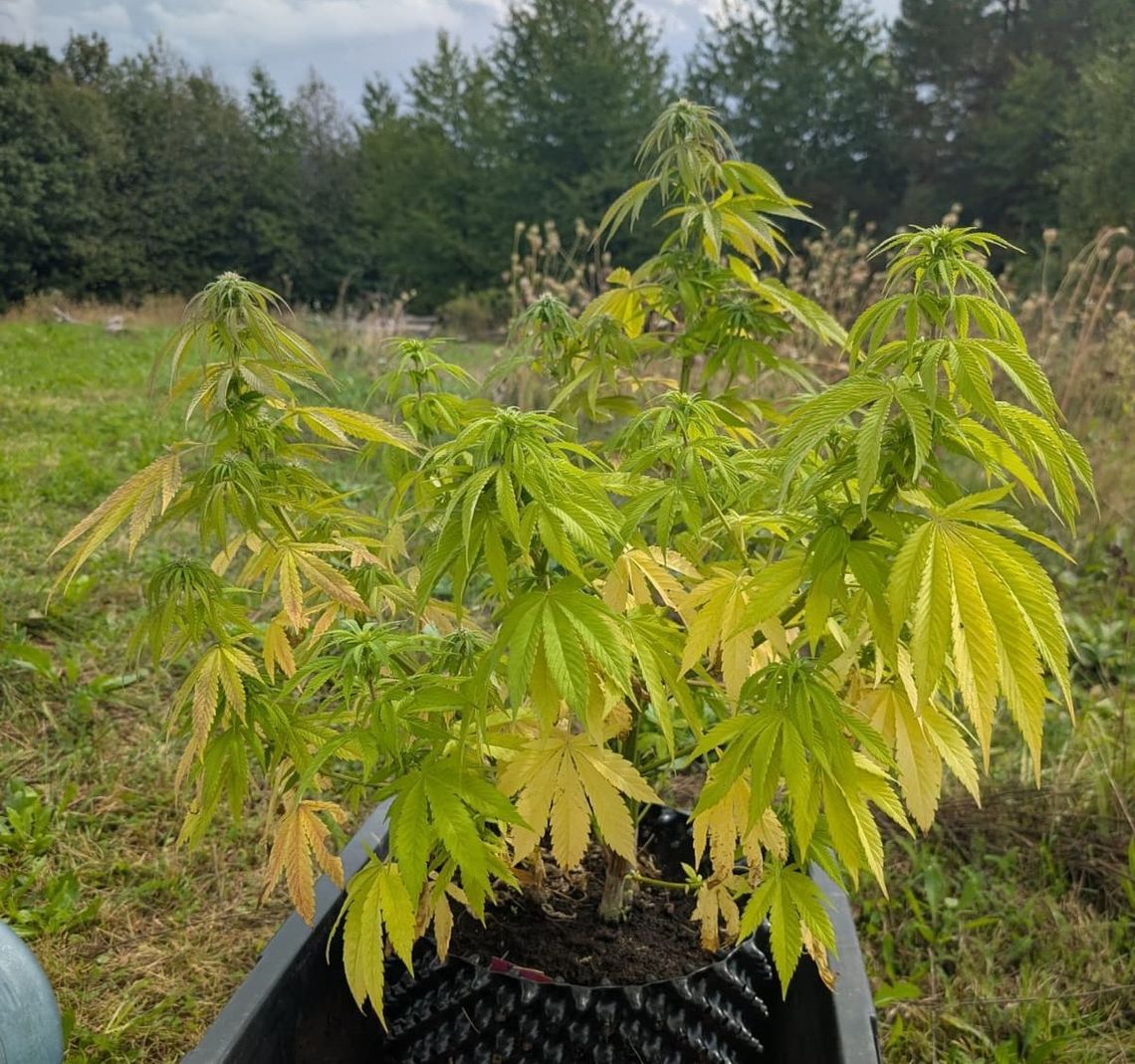 Marihuana w namiocie na polanie. Policjanci zabezpieczyli sadzonki i susz