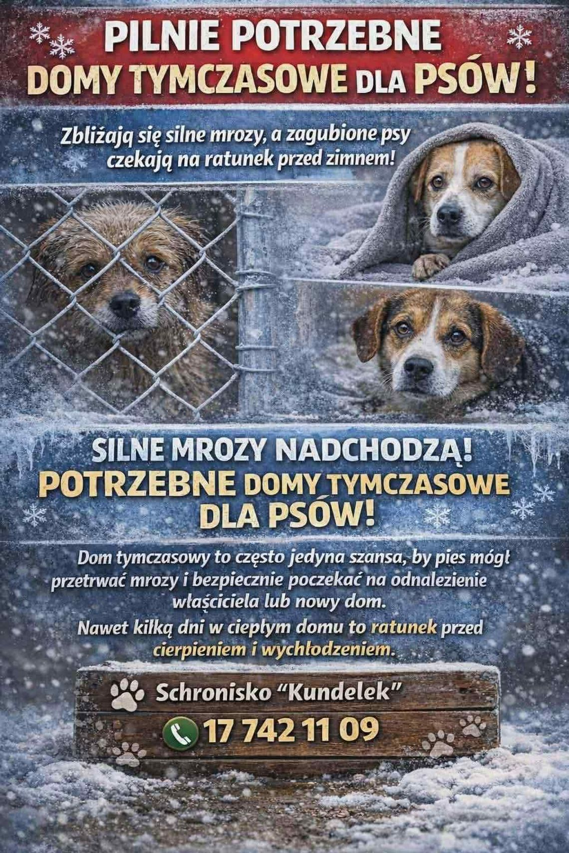 Mróz może je zabić! Schronisko „Kundelek” pilnie szuka domów tymczasowych dla psów