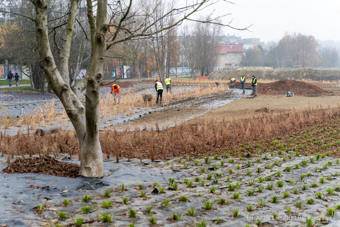 Nad Wisłokiem w Rzeszowie powstaje plaża. Zobacz zdjęcia!