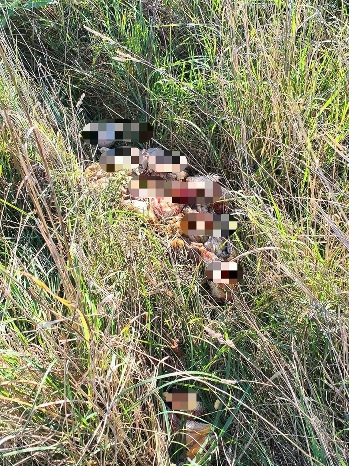 Niebezpieczne znalezisko przy ul. Śnieżnej w Rzeszowie. W trawie odkryto martwe kury Niebezpieczne znalezisko przy ul. Śnieżnej w Rzeszowie. W trawie odkryto martwe kury