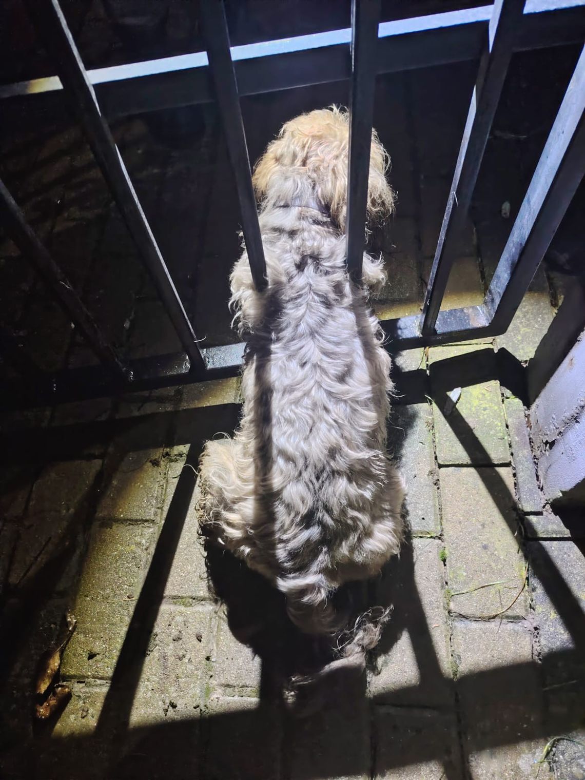 Niecodzienna akcja strażaków Niecodzienna akcja strażaków