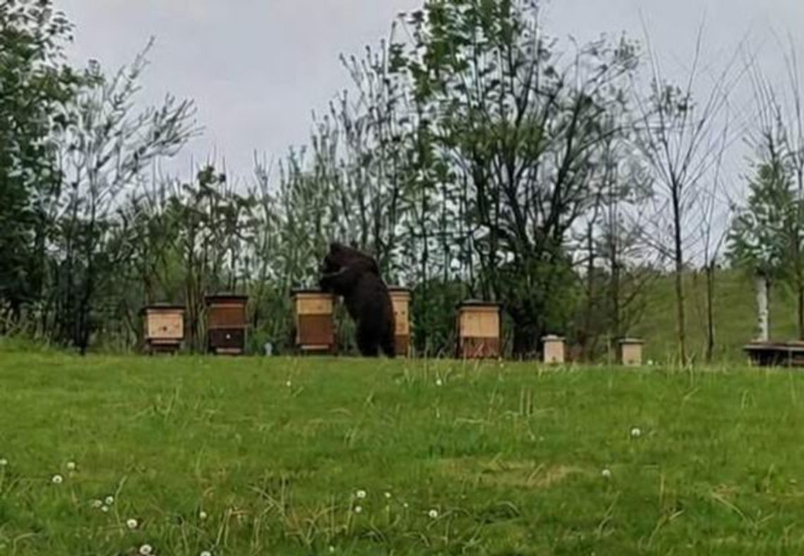 Niedźwiedź pod Rzeszowem. Wójt gminy apeluje o zachowanie ostrożności