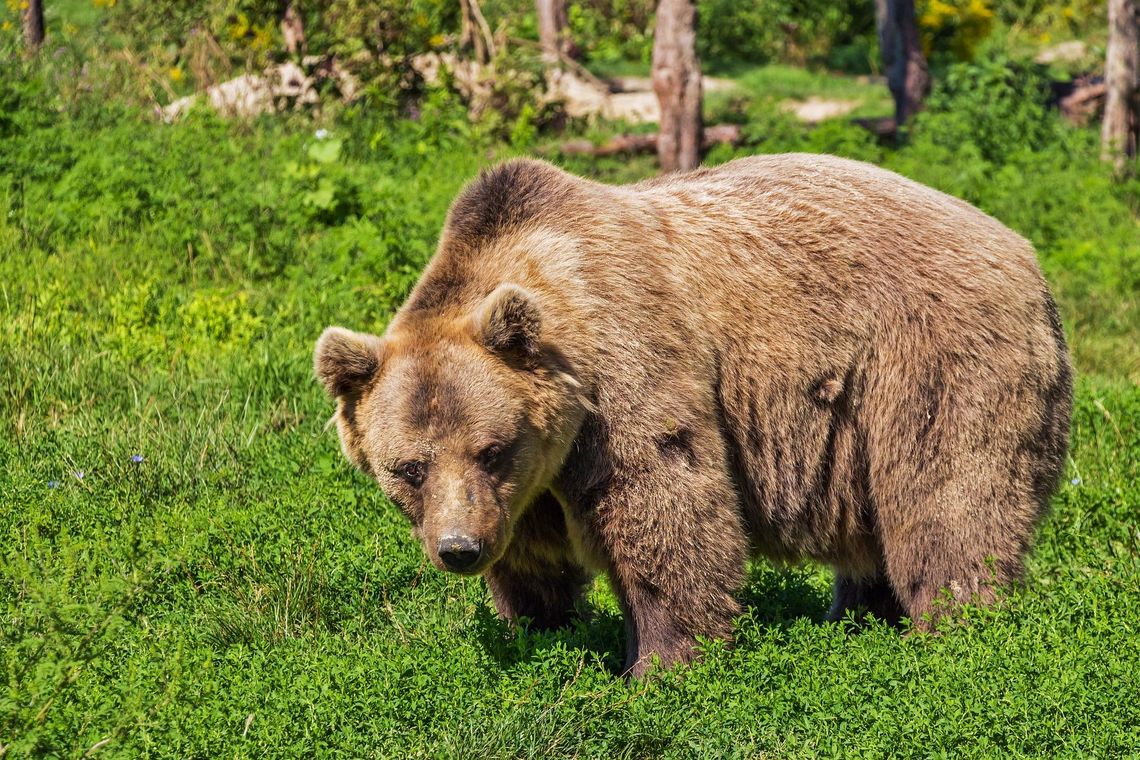 Niedźwiedź zaatakował kobietę w Bieszczadach