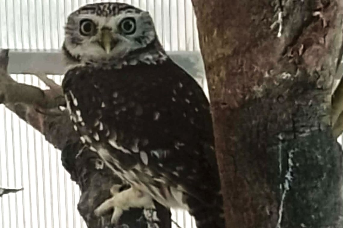 Nielegalny przewóz chronionej sowy udaremniony na granicy