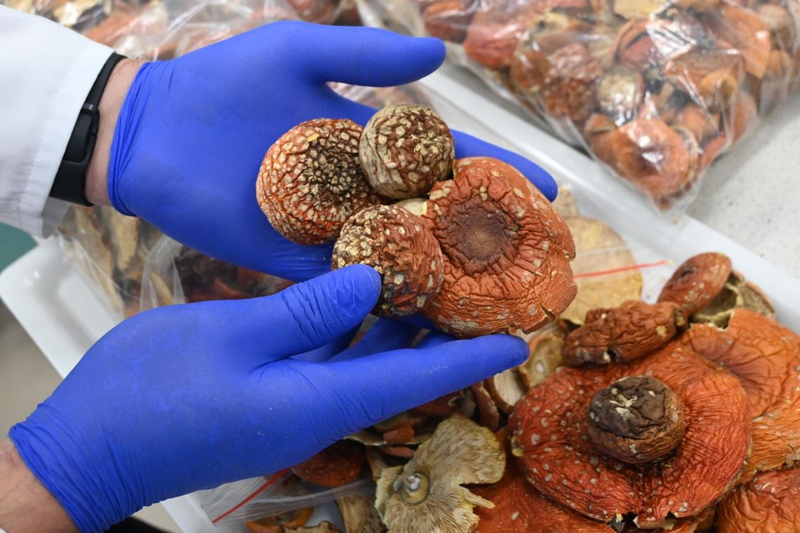 Nietypowy „łup” na granicy. Pięć kilogramów suszonych muchomorów w przesyłkach