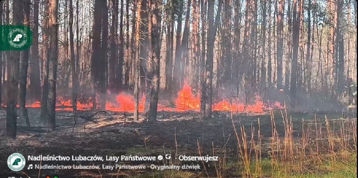 Nieudana próba kradzieży doprowadziła do pożaru. Spłonęło pół hektara lasu